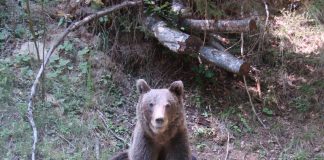 Un bărbat care se întorcea acasă de la muncă a fost atacat de un urs pe o stradă din Predeal. Victima e în stare gravă FOTO: Ferenc Dénes/Wikimedia Commons