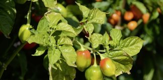 Idei de afaceri. Plantația pe care o faci iute și cu profituri mari O plantație de ardei iuți o puteți trece pe lista de idei de afaceri 2018 FOTO: Onkel Ramirez/Pixabay.com