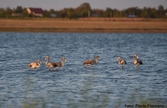 FOTO: Florin Floreanu via Societatea Ornitologica Romana