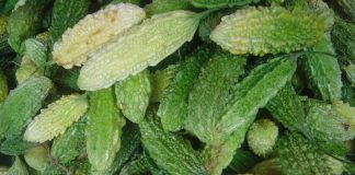 Idei de afaceri. Ce profituri aduce castravetele amar O plantație de castravete amar ar putea fi trecut pe lista cu idei de afaceri FOTO: David Monniaux/Wikimedia Commons