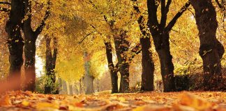 Cum va fi vremea în următoarele patru săptămâni FOTO: pixel2013/Pixabay.com