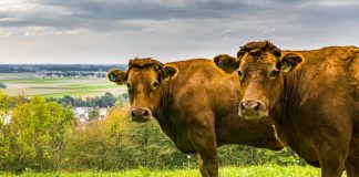 Trei muncitori de la o fermă din Iași, internați cu suspiciune de antrax