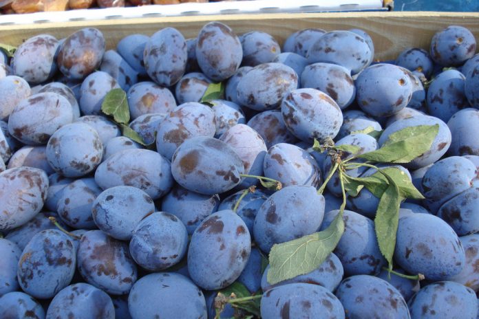 România, lider european la producția de prune. Foto: Julie Gibbons / Flickr