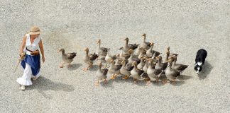 Afaceri profitabile în agricultură pe termen scurt. Top 5 idei Afaceri profitabile în agricultură 2018. Foto: Skitterphoto / Pixabay