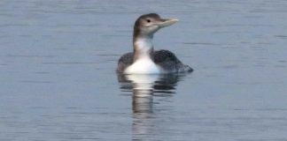 Păsările arctice au ajuns în România. Ce caută în Oltenia cufundarul cu cioc alb? Cufundarul cu cioc alb. Foto: Josef Szabo / SOR