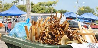 Când va deveni obligatorie reciclarea resturilor vegetale în România? Deșeuri vegetale. Foto: BPheonix / Flickr