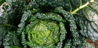 Idei de afaceri la țară. Cum faci bani din kale Idei de afaceri la țară FOTO: Reisefreiheit_eu/Pixabay.com