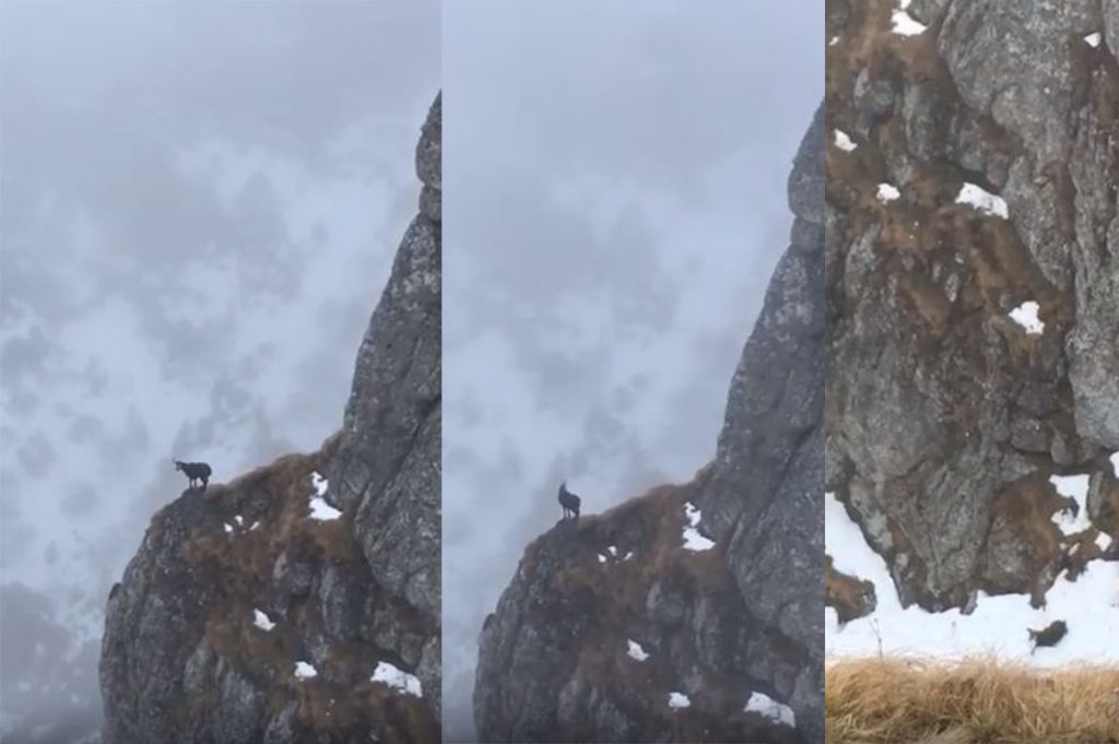 Capra neagră în România. Imagini surprinse în Parcul Național Bucegi