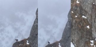 Capra neagră în România. Imagini rare surprinse pe munte Capra neagră în România. Imagini surprinse în Parcul Național Bucegi