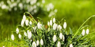 Vremea în martie 2018. Când vine primăvara în România FOTO: Couleur/Pixabay.com