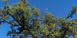 Un stejar bătrân din România poate deveni Copacul European al anului Stejarul din Cajvana ar fi fost plantat după o invazie a tătarilor