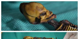 Umanoidul din deșert. Povestea tragică ce se ascunde în spatele „extraterestrului” ata deșert chile