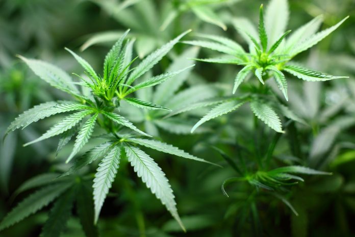 Grecii vor putea cultiva marijuana. Foto: Pixabay