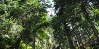 România, paradisul drujbelor: Pădurile, transformate în miliarde de euro! FOTO: Ionuț Fantaziu/GreatNews