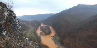 Dezastru pe un râu din România. Tone de pești sufocați cu metale grele poluare râul lăpuș