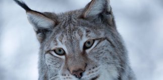 ”România neîmblânzită”. 10 imagini minunate care ne-au convins să vedem filmul