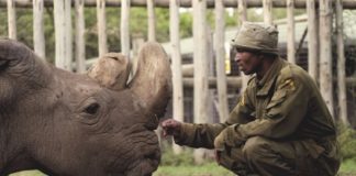 Moartea unei specii: Sudan, ultimul rinocer alb nordic, a fost eutanasiat Sudan, ultimul rinocer alb nordic. Foto: Ol Pejeta / Twitter