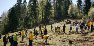 6.300 de brazi au fost plantați într-o zonă superbă din România brazi plantați bucium bergenbier