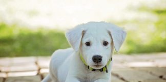 Reguli noi pentru bucureșteni. Își pot plimba câinele doar în imediata apropiere a imobilului în care locuiesc FOTO: Pixabay.com