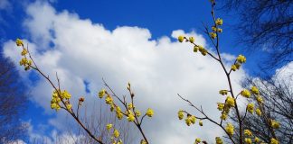 Vin ”căldurile”: Temperaturile maxime vor depăși 10 grade în zilele următoare vremea 2018