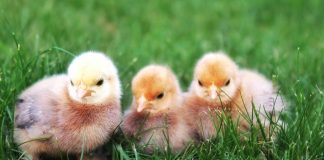 5 idei de afaceri în agricultură cu profit rapid