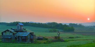 Top 5 idei de afaceri profitabile în agricultura din România
