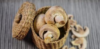 Afacere cu ciuperci. Ce profituri se obțin dacă investești 500 de euro FOTO: monicore/Pixabay.com