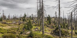 Parlamentul a votat o lege prin care pădurile protejate pot fi tăiate pădure copaci
