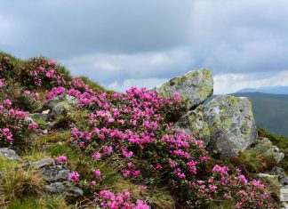 Dicționar de termeni montani bujorul de munte gruisoru fagaras
