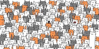 Imaginea care a înnebunit internetul. Tu poți găsi iepurele ascuns printre pisici? iepure pisici