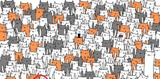 Tu poți găsi iepurele ascuns printre pisici? – Rezolvare iepure pisici