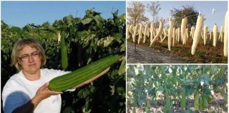 Bureții lufa – cum trăiește o familie din România dintr-o cultură de ”castraveți” speciali buretii lufa afacere braila