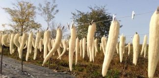 Idei de afaceri. O antreprenoare cultivă și vinde bureți vegetali buretii lufa la uscat