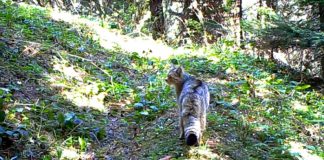 Întâlnire de gradul 3. Pisică sălbatică, filmată într-o pădure din România pisică sălbatică