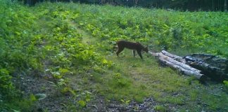 Imagini cu cel mai discret animal sălbatic din România surprins în natură râs pădure romsilva