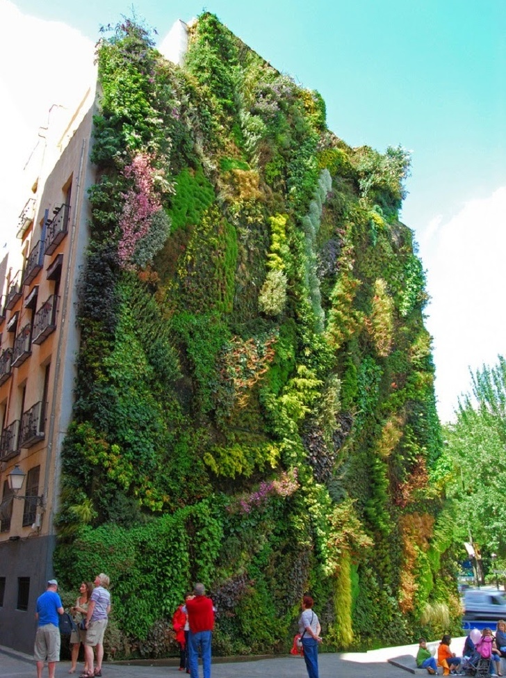 case decorate cu plante cățărătoare