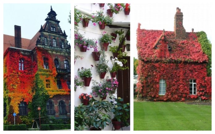 case decorate cu plante cățărătoare