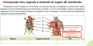 Dezastru în manualul de Biologie: Elevii de clasa a VI-a vor învăța informații false