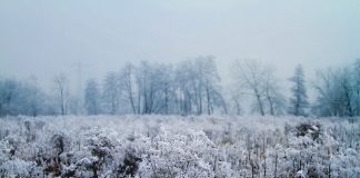 Vine frigul. Vom avea vânt puternic, temperaturi sub 0 grade și chiar brumă vine frigul brumă vreme rece meteo