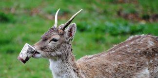 Azi e Ziua de Curățenie Națională: Mii de români stâng gunoaiele patriei Ziua de curățenie națională 2018