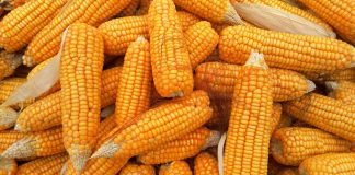 Le Monde: România vampirizează piața europeană a porumbului FOTO: mute_gemini/Pixabay.com