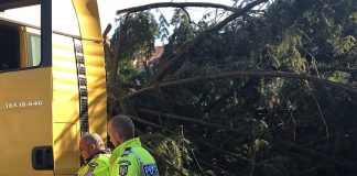 Bradul de Crăciun dintr-un oraș din România, confiscat de poliție brad lugoj confiscat poliție