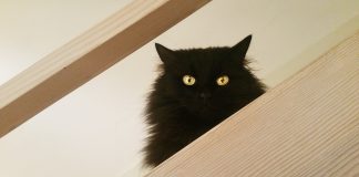 eMAG Black Friday 2018. Produsele din ofertă și ora la care începe eMAG Black Friday 2018 FOTO: Travelmoments/Pixabay.com