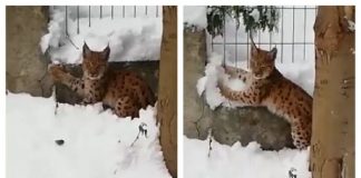 Imagini rare. Pui de râs din România, surprins lângă o pădure pui de râs târgu ocna