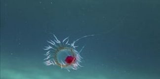 Animalul care nu moare și se poate regenera la nesfârșit meduza care trăiește veșnic