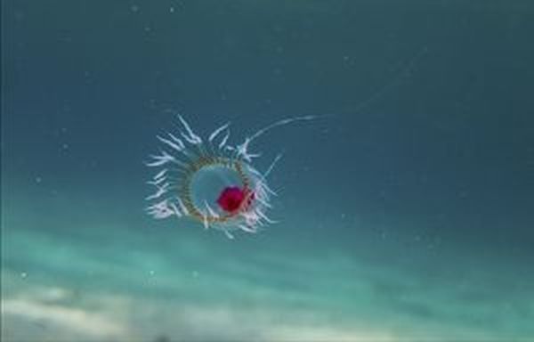 meduza care trăiește veșnic