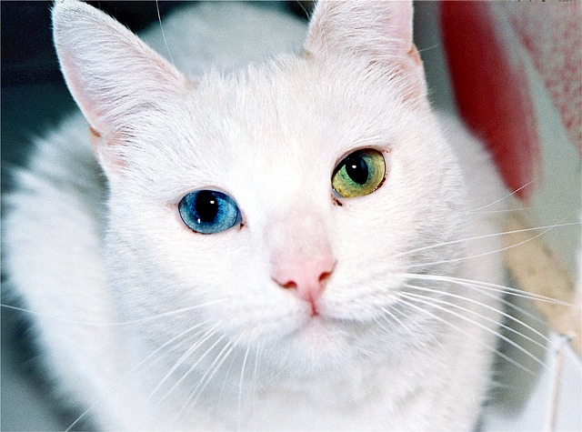 Curiozități Despre Pisici Iși Schimbă Culoarea Ochilor Transpiră