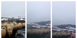 Drum european blocat de oi care au început să lingă sarea împrăștiată pe asfalt drum european blocat oi