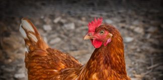 Găinile care fac ouă cu substanțe anti-cancer găină