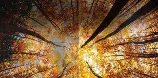 4 sfaturi ca să alegi televizorul de care ai nevoie cu adevărat televizor